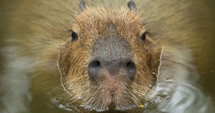 Pourquoi les Capybaras Sont-ils Devenus des Stars Incontournables des Réseaux Sociaux ? 🦦💛